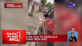 Mga aso, tila hindi nakilala ang kanilang amo?! | Dapat Alam Mo!
