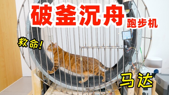 为20斤肥猫减肥，制做破釜沉舟跑步机  猫：放我出去！