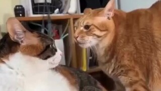 jangan sampe gak nonton ya gua jamin lucu 😂