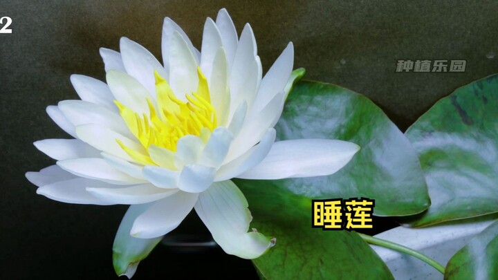睡莲之所以叫睡莲是因为它真的会睡觉？睡莲种植生长的全过程