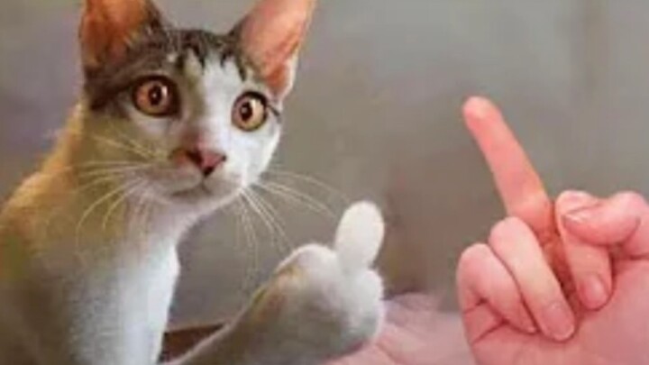 حيوانات ممتعة