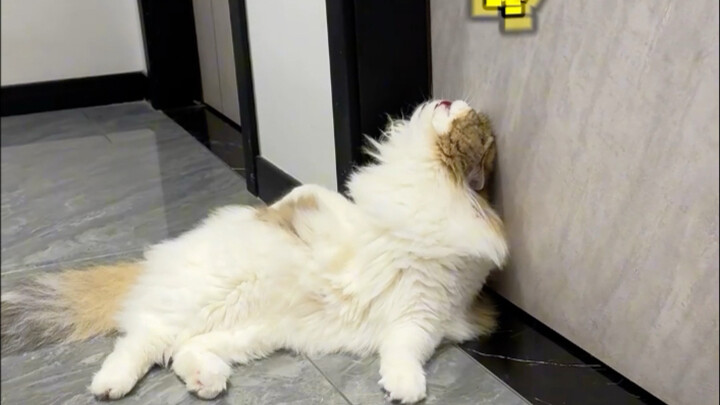 Kucing di rumahku melukai otaknya saat menjilati bulu!