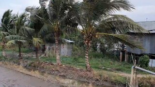 Mắm Cá Lóc Chưng Hột Vịt Chấm Với Cà Tím Cho Buổi Cơm Chiều Làng Quê.Góc Làng Quê