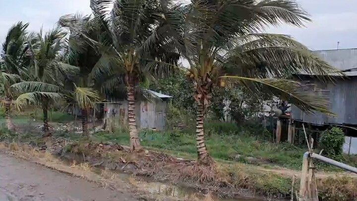 Mắm Cá Lóc Chưng Hột Vịt Chấm Với Cà Tím Cho Buổi Cơm Chiều Làng Quê.Góc Làng Quê