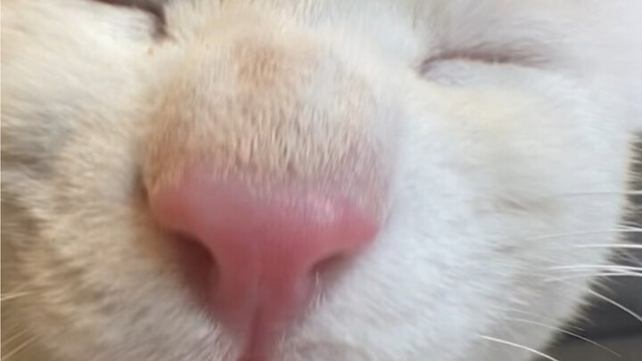 Little kitten~