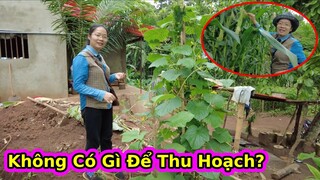 Những thất bại trong Nông Nghiệp của Team Châu Phi||2Q Vlogs Cuộc Sống Châu Phi