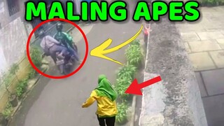 Maling Apes !! Kumpulan Maling P4nik Dan Gagal Total !! Asli Bikin Ngakak Terbaru 2022