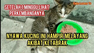 Alhamdulillah Kucing Yang Ngejar-Ngejar Minta Di Obati Sudah Mulai Membaik Ini Kondisinya Sekarang.!