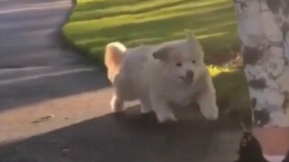 This dog... made me happy for two days and one night