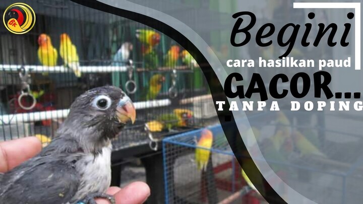 BONGKAR Cara Setting Lovebird Paud Tanpa Doping