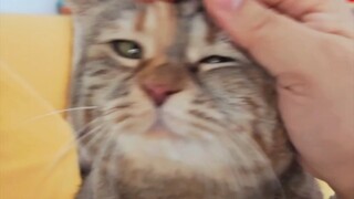 Mencari kaleng makanan dan stik kucing, berkelana naik turun untuk mencarinya