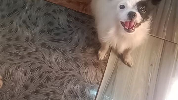 thaats may baby dogies