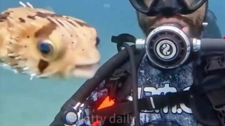 Lực chữa lành tuyệt đối! Hãy đến xem hiện trường giải tỏa căng thẳng quy mô lớn dưới đáy biển.