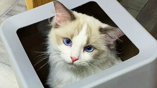 Tragedi kucing selebritas internet yang ketinggalan zaman. Dulu orang-orang berbondong-bondong membe