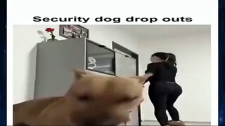 Security dog protecting my home #shorts #kwaishorts