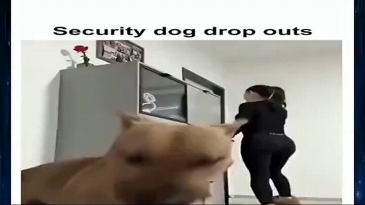 Security dog protecting my home #shorts #kwaishorts