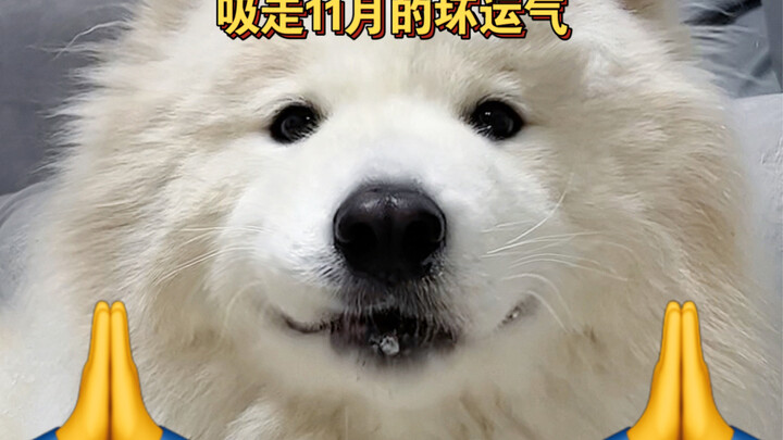 Pause for 3 seconds and let the puppy suck away November’s bad luck for you!