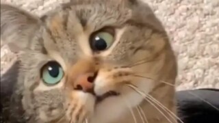 Go be a cat, an undefined cat!!!!!!!!!!!!!!!!!!!!!!!!!!!!!!!!!!!!!!!!!!!!!!!!!!!!!!!!!!!!!!!!!!!!!!!