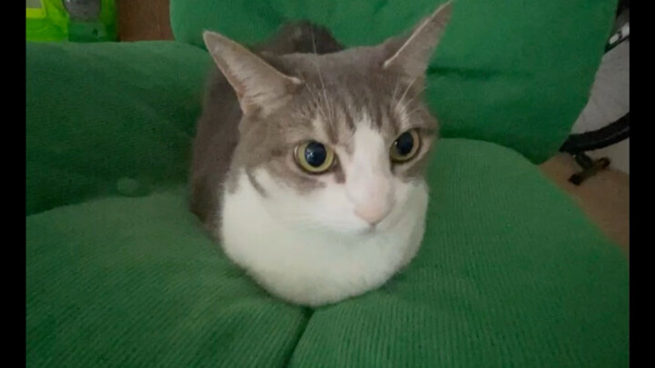 Seorang kucing dan pulau hijau miliknya