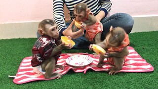 Yummy orange fruits for Mino, Lay Heang and Coconut monkeys