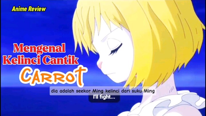 mengenal kelinci cantik || one piece