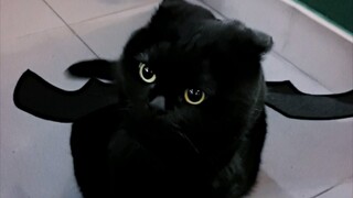 The black cat has wings, so cute!