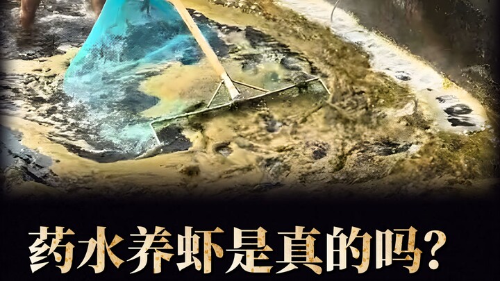 Is shrimp farming in chemical-treated water real?