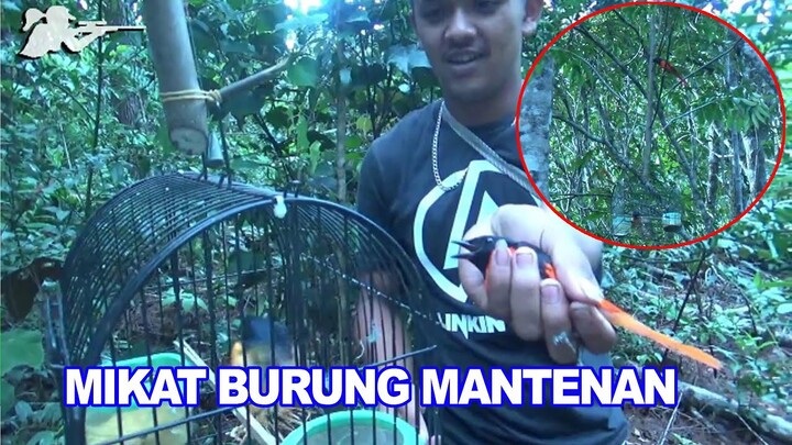 Memikat Burung Mantenan ~ Mikat Burung Mantenan