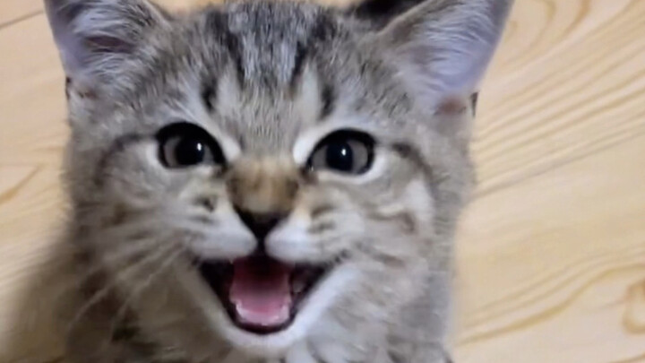 I’m back from a ten-day trip—does my kitten still recognize me?