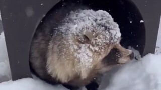 A little raccoon cat enjoying the snow scenery at the Earth Dormitory