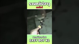 ใครโทรมาวะ #short #easyboy #คลิปฮา #เบสไวน์