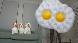 Dogs vs Giant Eggs Prank สุนัขตลก Maymo Potpie และลูกสุนัข Indie Battle Talking Eggs