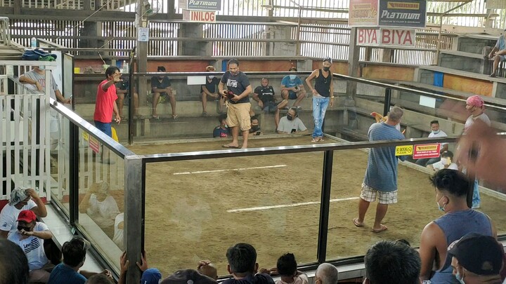 mahiwagang sabong🤣 (talo bulik namin)