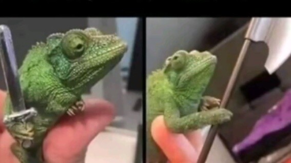 Chameleons are good, people are bad