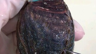 คำอธิบายโดยละเอียดเกี่ยวกับหอยเป๋าฮื้อ