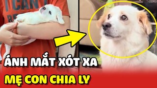 Xót xa ÁNH MẮT chó mẹ NHÌN CON trước lúc CHIA LY ❤️ | Yêu Lu