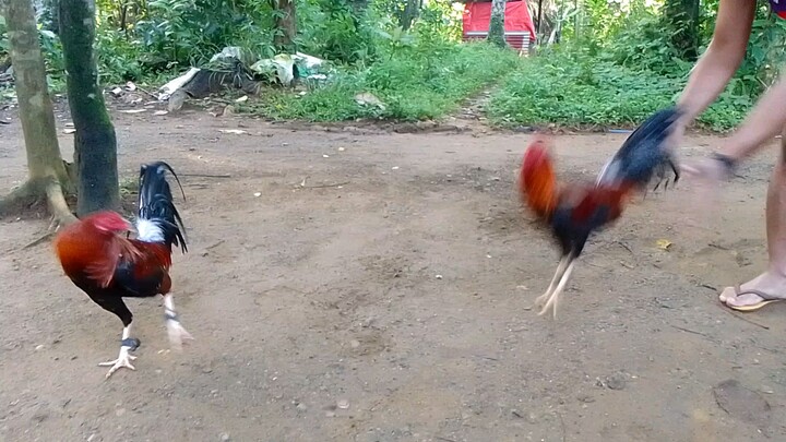 allen roundhead x dark kelso vs sweater roundhead