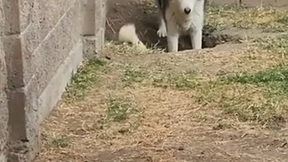This dog is silent.