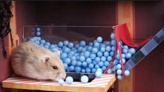 ภารกิจของหนู hamster ep 35 เหมืองแร่