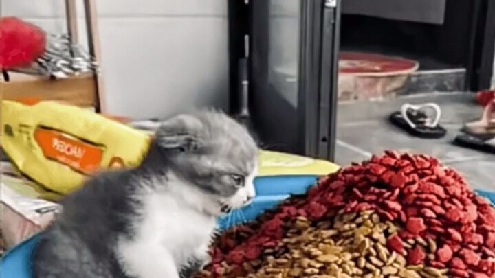 Meminta istri membantu memberi makan kucing, foto yang dia kirimkan membuat para kucing terkejut set