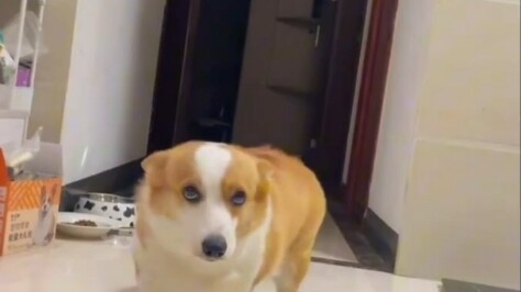 Về nhà không có chú chó Shugou đón bạn, chắc hẳn bạn đã làm gì đó sai rồi.
