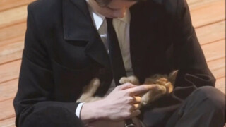 Mengenakan setelan jas rapi, tapi malah menggoda kucing kecil!!! Tangan yang berotot bertepuk dengan