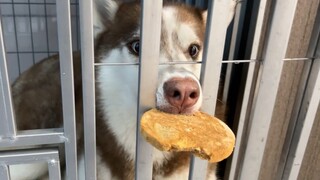 Dog Problems 2.0