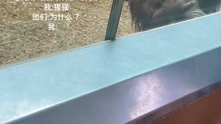 Apakah kamu suka gorila?