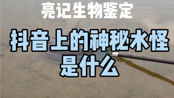 抖音热传的神秘水怪是什么？