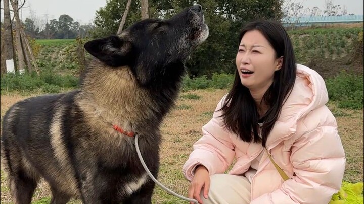 ساعد المعجبين في تحقيق أمنياتهم! اصطحب الكلب الذي يشبه الذئب لموعد غرامي خلال عيد الربيع