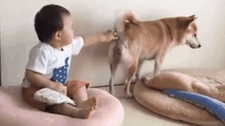 Dog: You Ruined My Innocence - Funny Videos of Animals