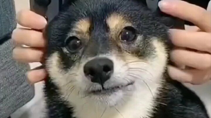 "Bạn sẽ cảm thấy tốt hơn sau khi xem cái này!"