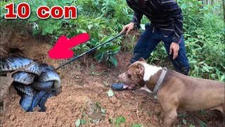 Vua Chó Pitbull Đại Chiến Ổ Rắn Khổng Lồ Hàng Chục Con To Như Bắp Tay | Săn Bắt Ẩm Thực Vùng Cao