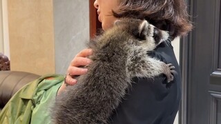 Raccoon Rocket đến nhà tôi với tư cách là khách và anh ta không mang theo khẩu pháo.